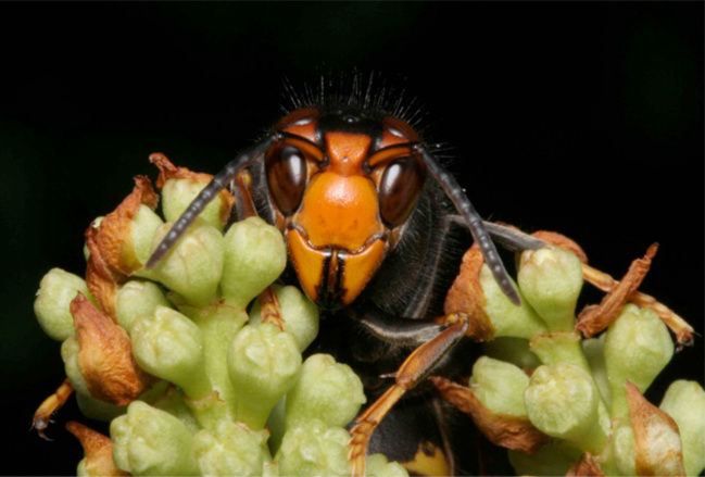 Le frelon chinois, histoire d'un passager clandestin Le frelon chinois, histoire d'un passager clandestin